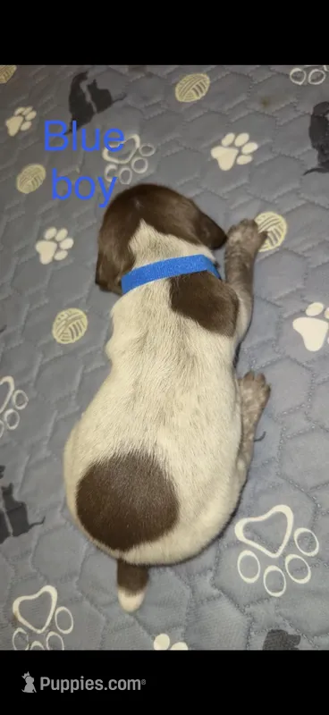 Blue boy – German Shorthaired Pointer puppy for sale in Prescott, AZ