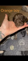 Orange boy , a male German Shorthaired Pointer for sale in Prescott, AZ – Photo 2 of 2