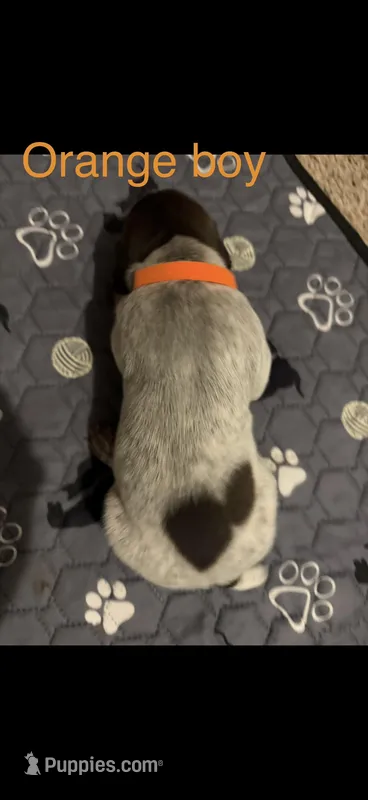 Orange boy  – German Shorthaired Pointer puppy for sale in Prescott, AZ