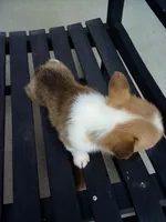 Oliver, a male Pembroke Welsh Corgi for sale in Shipshewana, IN – Photo 2 of 2