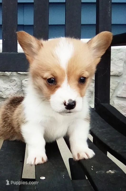 Oliver – Pembroke Welsh Corgi puppy for sale in Shipshewana, IN