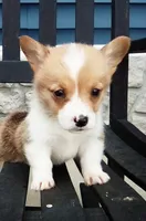 Oliver, a male Pembroke Welsh Corgi for sale in Shipshewana, IN – Photo 1 of 2