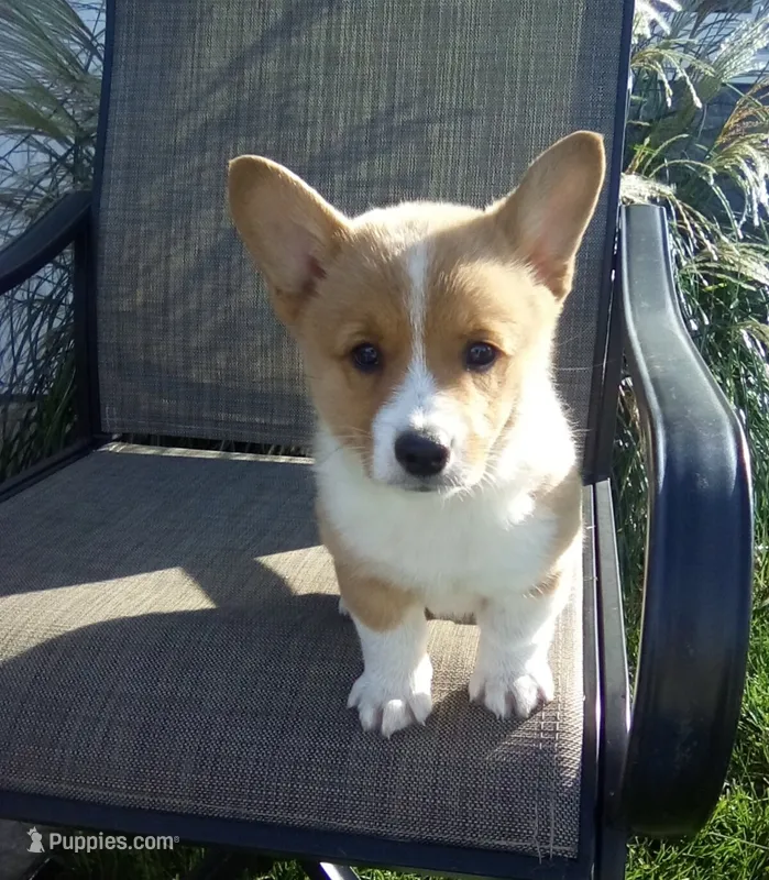 Ellie  – Pembroke Welsh Corgi puppy for sale in Shipshewana, IN