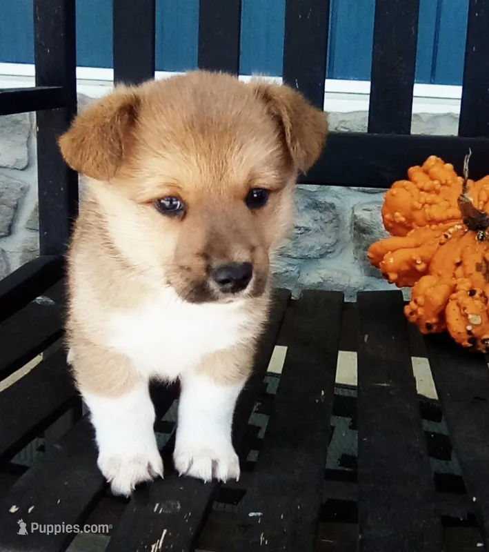 Theo – Pembroke Welsh Corgi puppy for sale in Shipshewana, IN