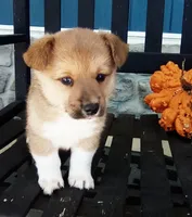 Theo, a male Pembroke Welsh Corgi for sale in Shipshewana, IN – 1 of 1