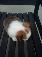 Cody, a male Pembroke Welsh Corgi for sale in Shipshewana, IN – Photo 2 of 2