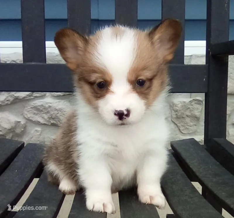 Cody – Pembroke Welsh Corgi puppy for sale in Shipshewana, IN