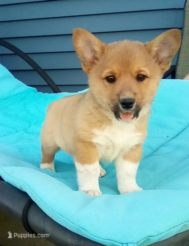 Theo – Pembroke Welsh Corgi puppy for sale in Shipshewana, IN