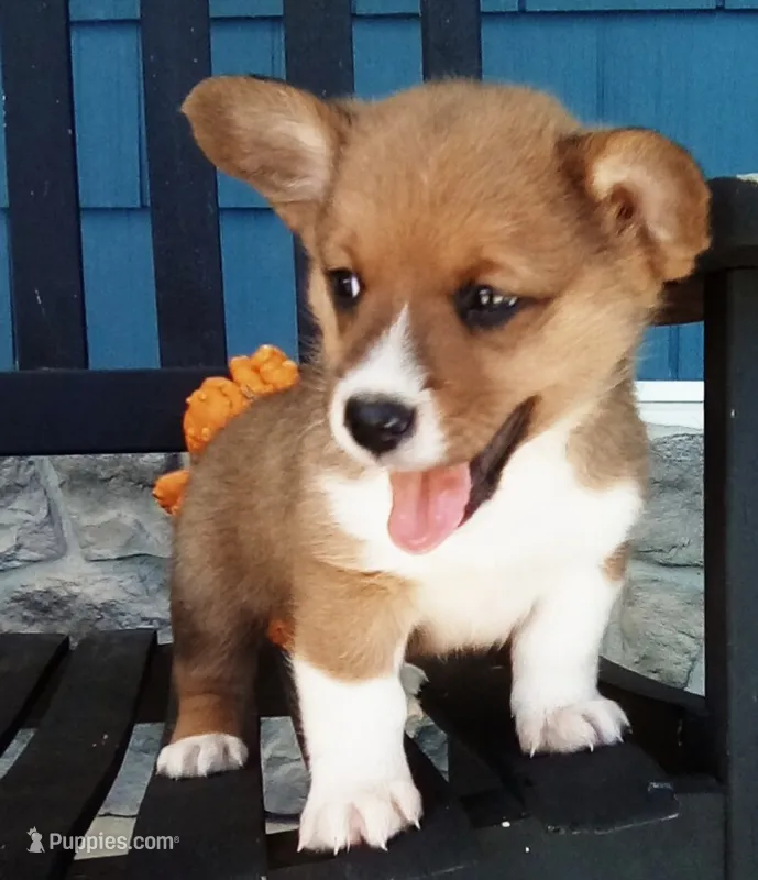 Oliver – Pembroke Welsh Corgi puppy for sale in Shipshewana, IN