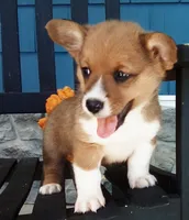Oliver, a male Pembroke Welsh Corgi for sale in Shipshewana, IN – 1 of 1