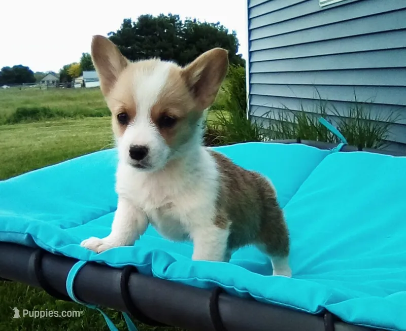 Ellie  – Pembroke Welsh Corgi puppy for sale in Shipshewana, IN