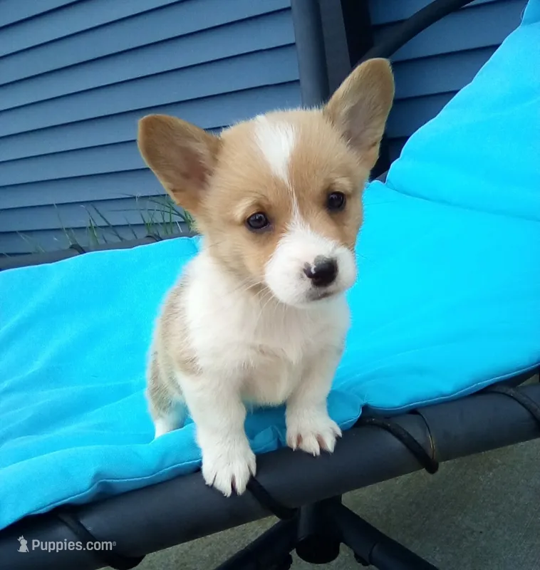 Oliver – Pembroke Welsh Corgi puppy for sale in Shipshewana, IN