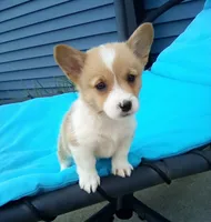 Oliver, a male Pembroke Welsh Corgi for sale in Shipshewana, IN – 1 of 3