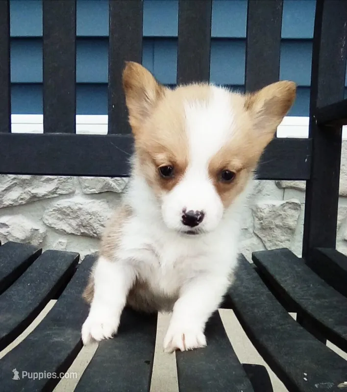 Ellie  – Pembroke Welsh Corgi puppy for sale in Shipshewana, IN
