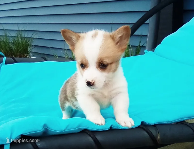 Leo – Pembroke Welsh Corgi puppy for sale in Shipshewana, IN
