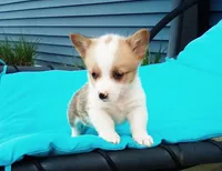 Leo, a male Pembroke Welsh Corgi for sale in Shipshewana, IN – 1 of 2
