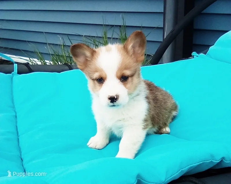 Cody – Pembroke Welsh Corgi puppy for sale in Shipshewana, IN