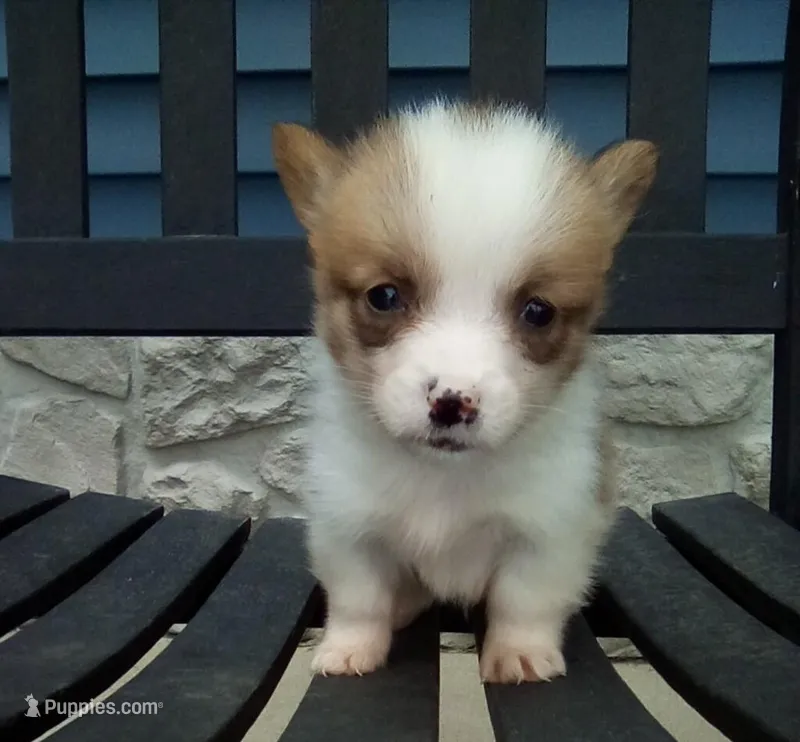 Leo – Pembroke Welsh Corgi puppy for sale in Shipshewana, IN