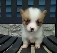 Leo, a male Pembroke Welsh Corgi for sale in Shipshewana, IN – 2 of 2