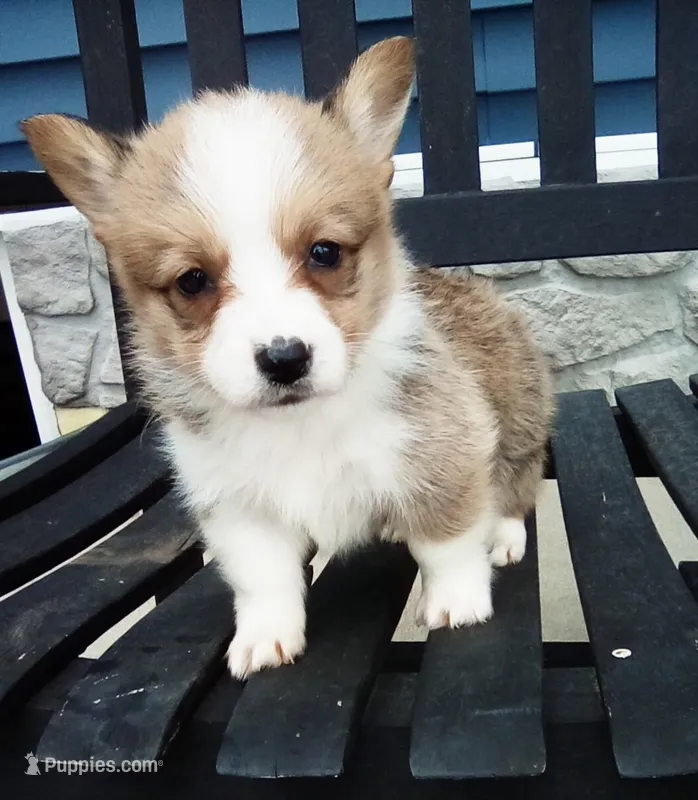Theo – Pembroke Welsh Corgi puppy for sale in Shipshewana, IN