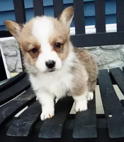 Theo, a male Pembroke Welsh Corgi for sale in Shipshewana, IN – 2 of 2