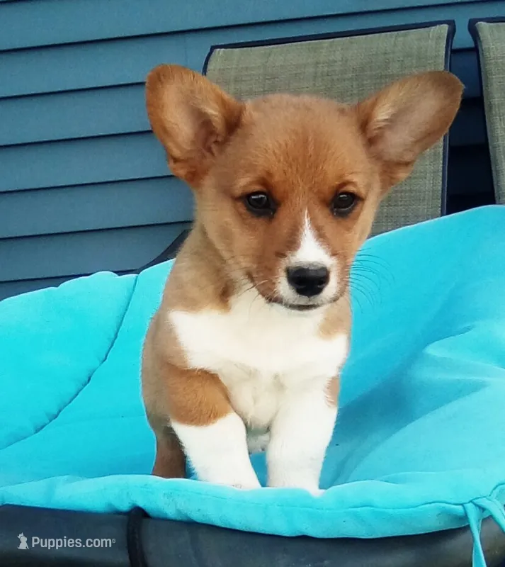Oliver – Pembroke Welsh Corgi puppy for sale in Shipshewana, IN