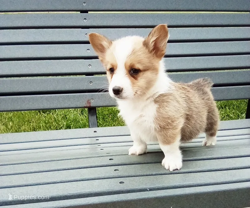 Theo – Pembroke Welsh Corgi puppy for sale in Shipshewana, IN