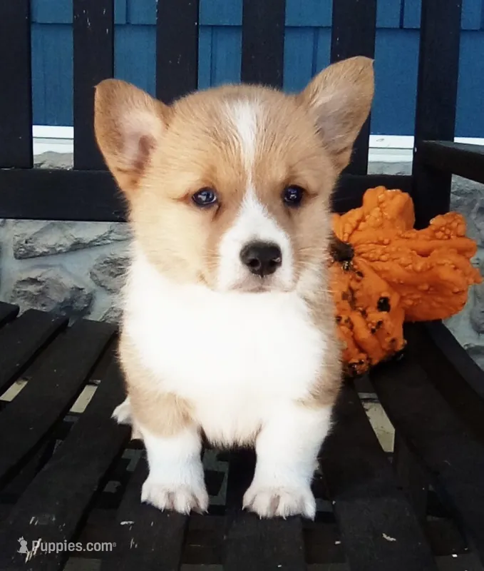 Ellie  – Pembroke Welsh Corgi puppy for sale in Shipshewana, IN