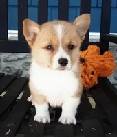 Ellie , a female Pembroke Welsh Corgi for sale in Shipshewana, IN – 1 of 1