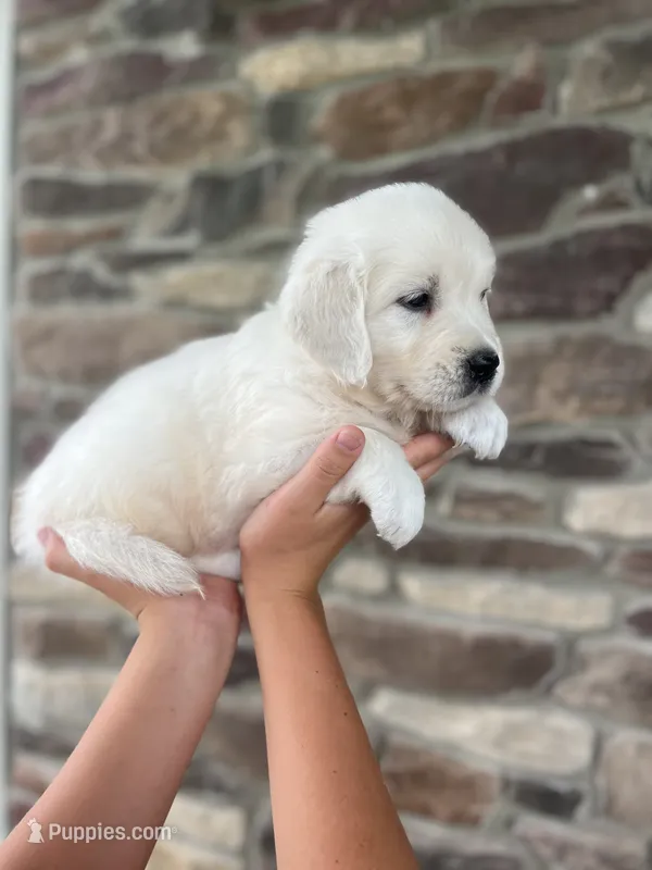 Roscoe - Lime – English Cream Golden Retriever puppy for sale in Bluffton, IN