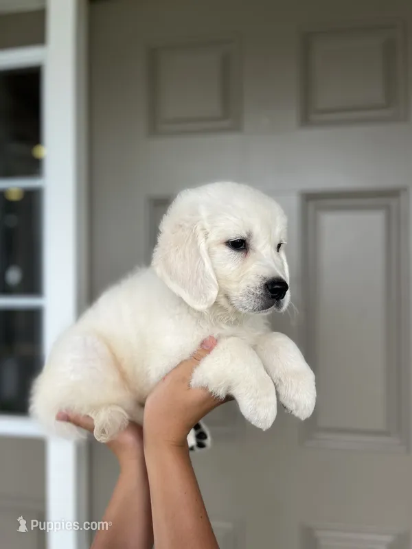 Duke - Gray – Golden Retriever puppy for sale in Bluffton, IN