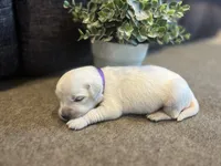 Pearl, a female English Cream Golden Retriever for sale in Bluffton, IN – 4 of 4