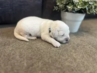 Princess, a female English Cream Golden Retriever for sale in Bluffton, IN – 3 of 4