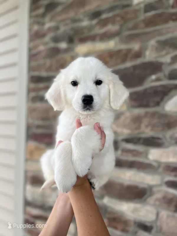 Merlin – English Cream Golden Retriever puppy for sale in Bluffton, IN