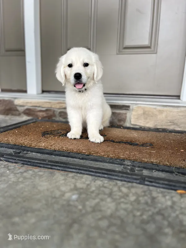 Duke - Gray – Golden Retriever puppy for sale in Bluffton, IN