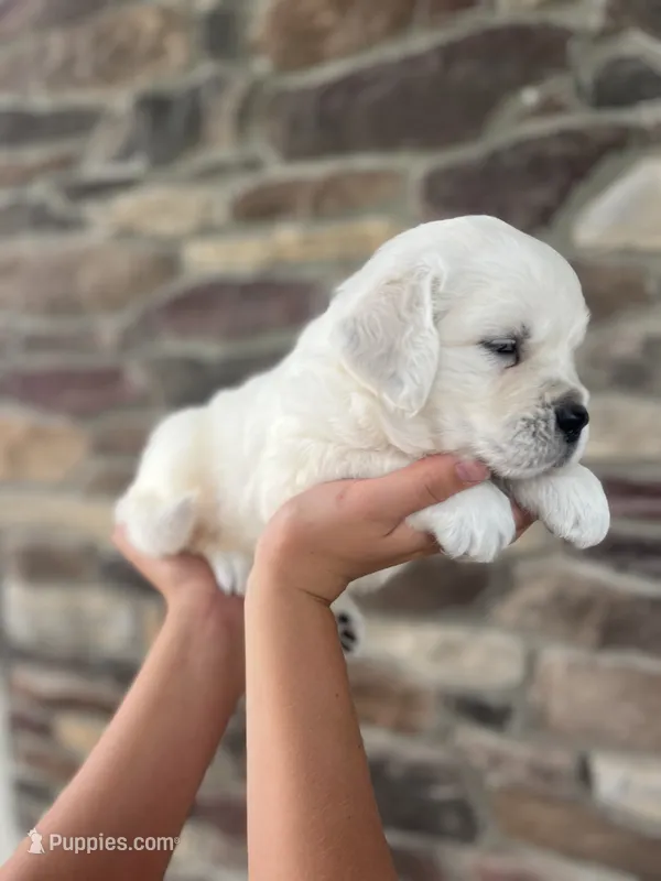 Boon – Golden Retriever puppy for sale in Bluffton, IN
