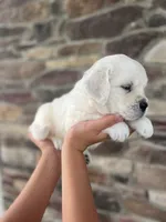 Boon, a male Golden Retriever for sale in Bluffton, IN – 1 of 5
