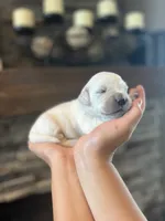 Poppy, a female English Cream Golden Retriever for sale in Bluffton, IN – 4 of 4