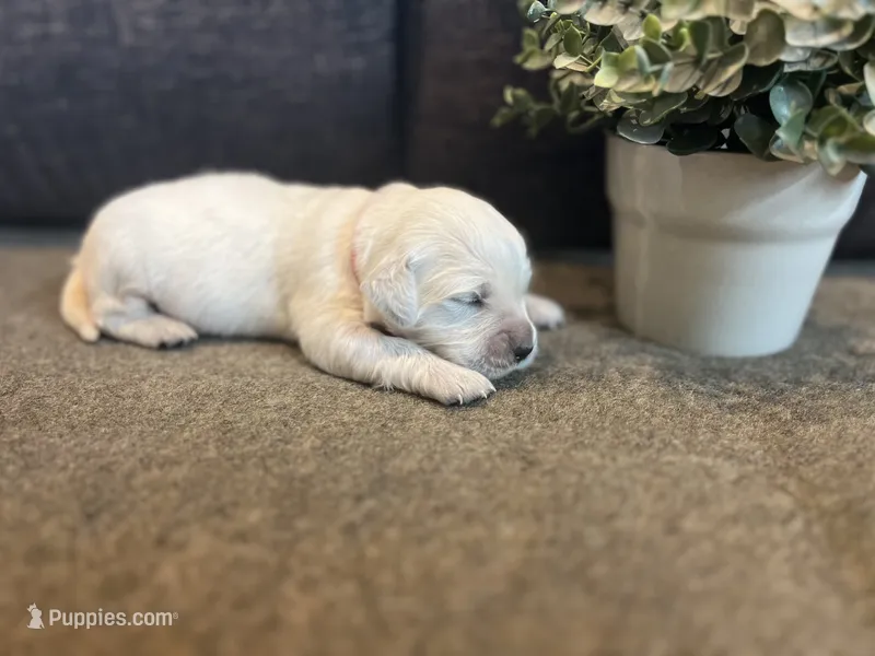 Poppy – English Cream Golden Retriever puppy for sale in Bluffton, IN