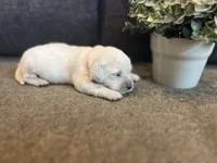 Poppy, a female English Cream Golden Retriever for sale in Bluffton, IN – 1 of 4