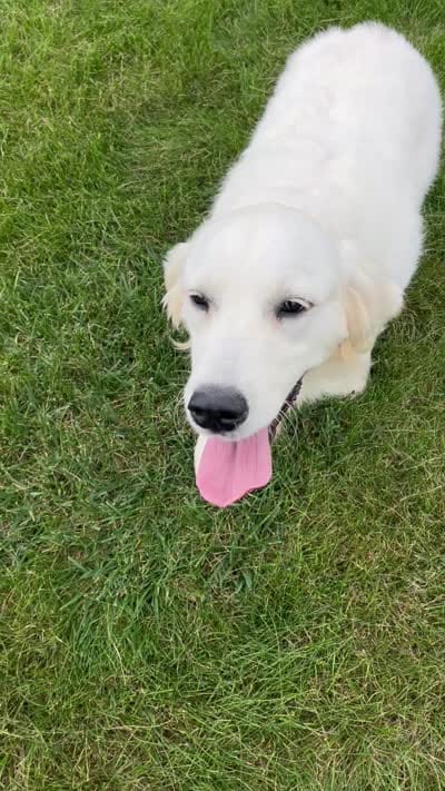 Ruby, a female English Cream Golden Retriever for sale in Bluffton, IN – 7 of 7