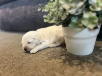 Princess, a female English Cream Golden Retriever for sale in Bluffton, IN – 4 of 4