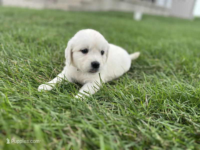Pearl - Purple  – English Cream Golden Retriever puppy for sale in Bluffton, IN