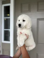 Prince - Orange, a male English Cream Golden Retriever for sale in Bluffton, IN – 2 of 6