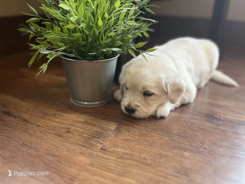 Tally – English Cream Golden Retriever puppy for sale in Bluffton, IN