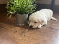 Tally, a female English Cream Golden Retriever for sale in Bluffton, IN – 1 of 5