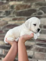 Poppy - Pink, a female English Cream Golden Retriever for sale in Bluffton, IN – 2 of 5