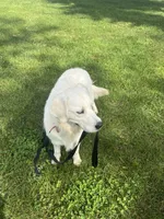 Ruby, a female English Cream Golden Retriever for sale in Bluffton, IN – 2 of 7