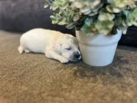 Prince , a male English Cream Golden Retriever for sale in Bluffton, IN – 2 of 5