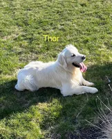 Boon, a male Golden Retriever for sale in Bluffton, IN – 5 of 5